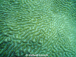 Coral on the Inside Reef at Lauderdale by the Sea by Michael Kovach 